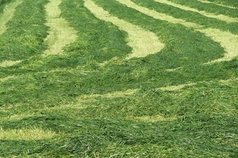 HIGH SUGAR MG60 Intensive Grazing & Silage Grass seed > Moregrass