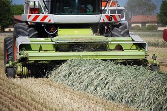PROTEIN BUSTER MG80 High Protein Grass seed > Moregrass