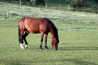 MG70 Equine Paddock & Grazing Grass seed > Equine Mixtures