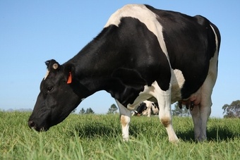 SHOULDER GROWER MG610 Without clover Grass seed > Moregrass