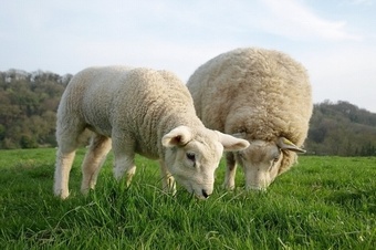 SHOULDER GROWER MG620 with Clover Grass seed > Moregrass