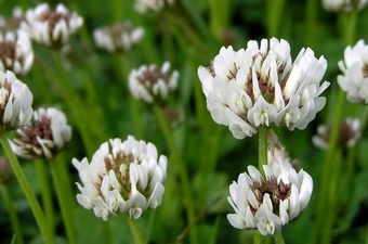 WASP White Clover Blend Grass seed > Moregrass