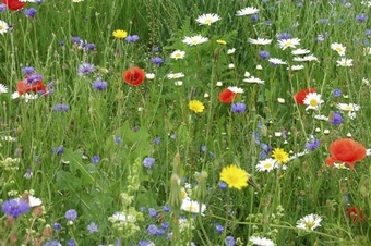 100% Wildflower mix 100g certified seed Lawn Collection