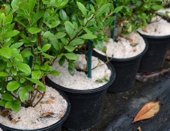 Yulgro Pot Toppers 5 litre (case 250) Yulgro Pot Toppers