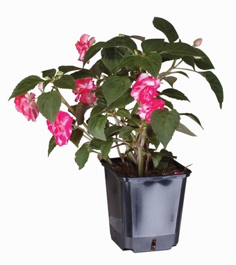 Container Pot Container Pots