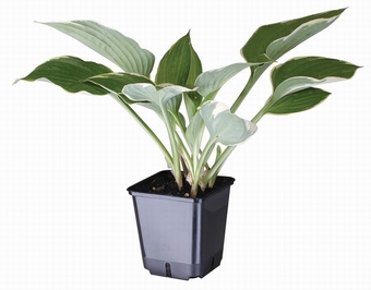 Pot 2 Container Pots