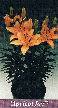 Apricot Joy Bulb Collection > - Pot Lilies