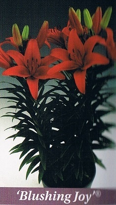 Blushing Joy Bulb Collection > - Pot Lilies