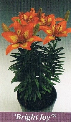 Bright Joy Bulb Collection > - Pot Lilies