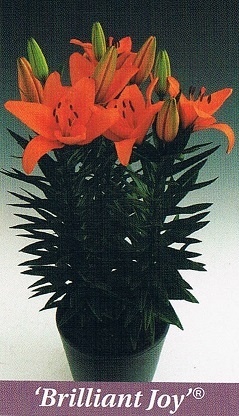 Brilliant Joy Bulb Collection > - Pot Lilies