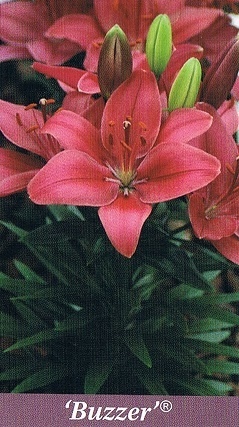 Buzzer Bulb Collection > - Pot Lilies