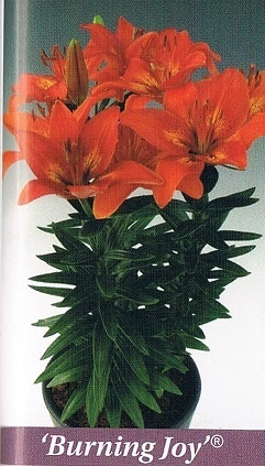 Burning Joy Bulb Collection > - Pot Lilies