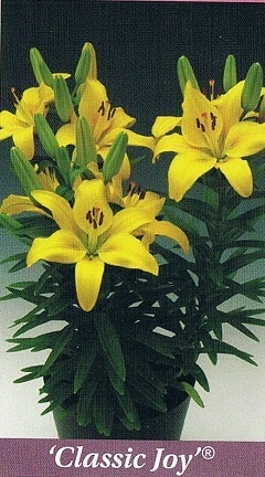 Classic Joy Bulb Collection > - Pot Lilies