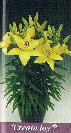 Cream Joy Bulb Collection > - Pot Lilies