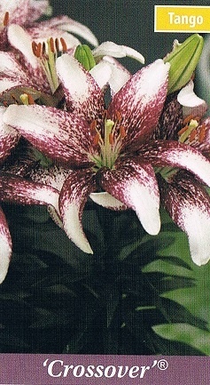 Crossover Bulb Collection > - Pot Lilies