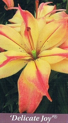 Delicate Joy Bulb Collection > - Pot Lilies