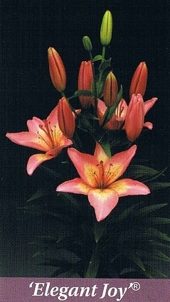 Elegant Joy Bulb Collection > - Pot Lilies