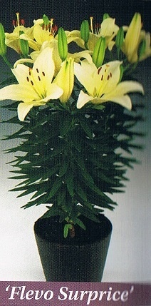 Flevo Suprice Bulb Collection > - Pot Lilies