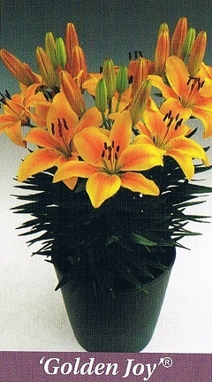 Golden Joy Bulb Collection > - Pot Lilies
