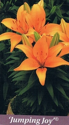 Jumping Joy Bulb Collection > - Pot Lilies
