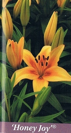 Honey Joy Bulb Collection > - Pot Lilies