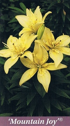 Mountain Joy Bulb Collection > - Pot Lilies
