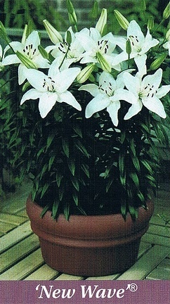 New Wave Bulb Collection > - Pot Lilies