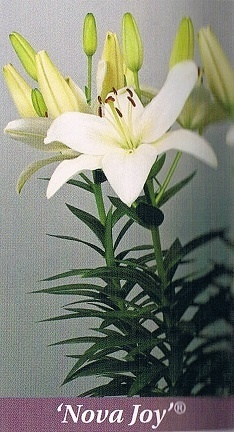Nova Joy Bulb Collection > - Pot Lilies