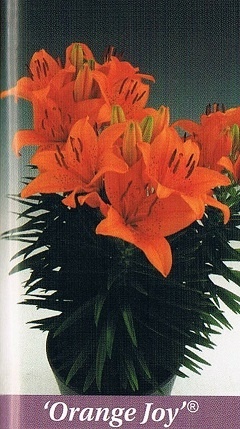 Orange Joy Bulb Collection > - Pot Lilies