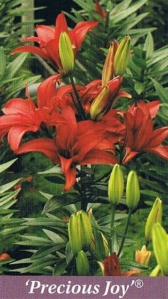 Prescious Joy Bulb Collection > - Pot Lilies