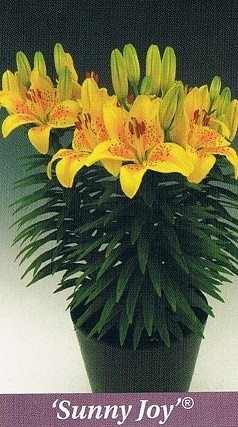 Sunny Joy Bulb Collection > - Pot Lilies