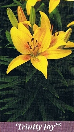 Trinity Joy Bulb Collection > - Pot Lilies