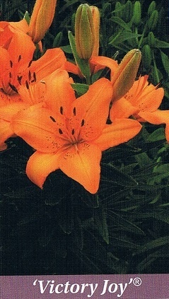 Victory Joy Bulb Collection > - Pot Lilies