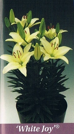 White Joy Bulb Collection > - Pot Lilies