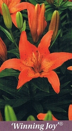 Winning Joy Bulb Collection > - Pot Lilies