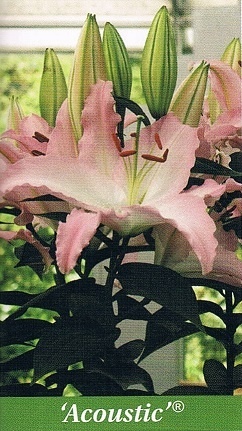 Acoustic Bulb Collection > - Pot Lilies