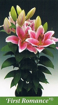 First Romance Bulb Collection > - Pot Lilies