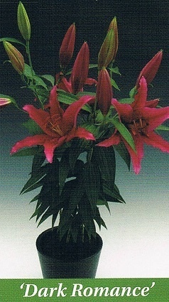 Dark Romance Bulb Collection > - Pot Lilies