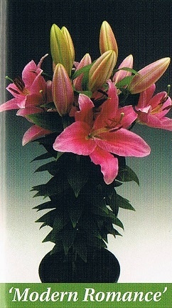 Modern Romance Bulb Collection > - Pot Lilies