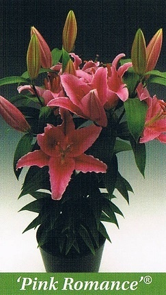 Pink Romance Bulb Collection > - Pot Lilies