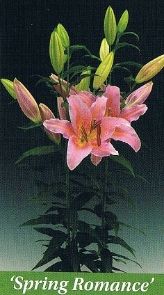 Spring Romance Bulb Collection > - Pot Lilies