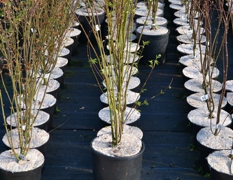 Yulgro Pot Toppers 15 litre (case 100) Yulgro Pot Toppers