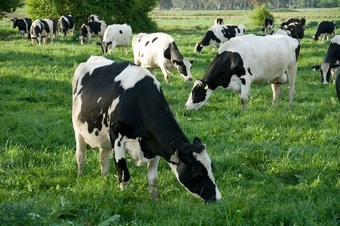 MAXI GRAZE MG30 Intensive Grazing Grass seed > Moregrass