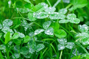 NITRO FIX MG40   High clover (WASP) Grass seed > Moregrass