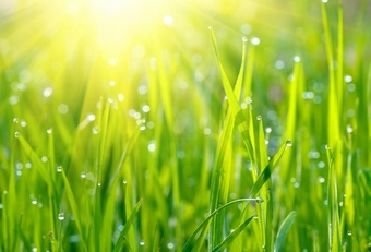 WET LAND MG50 Grass seed > Moregrass