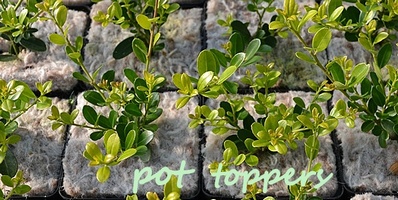 yulgro Pot Toppers, preventing weeds on container grown nursery stock 